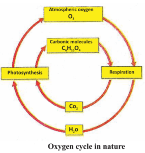 Ecosystem : Oxygen cycle