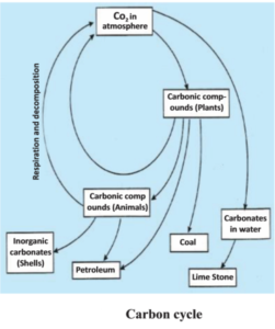 Biogeochemical cycle : Carbon cycle