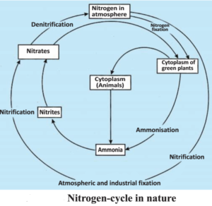 Biogeochemical cycle : Nitrogen cycle