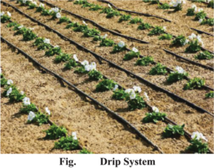 Varieties of Crops and Agriculture : Drip System