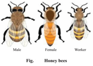 Varieties of Crops and Agriculture : Honeybees